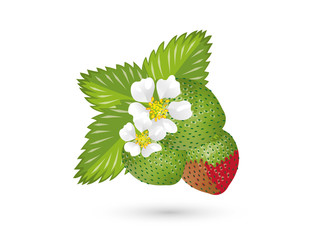 grüne Erdbeeren mit Blüten und Blätter
