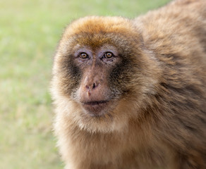  Gibraltar monkey portrait with an intense look 
