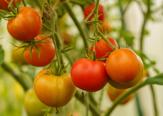 ripening tomatoes in a greenhouse on stems