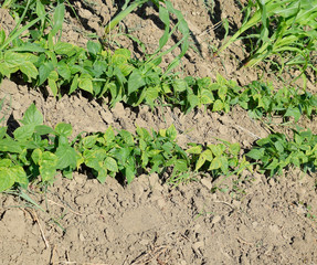 A row with young beans. Vegetables in the garden.