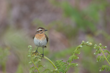 Saxicola ruberta, Whinchats are migratory bird the come to the Peak district to breed in the summer months