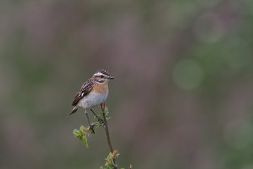 Saxicola ruberta, Whinchats are migratory bird the come to the Peak district to breed in the summer months