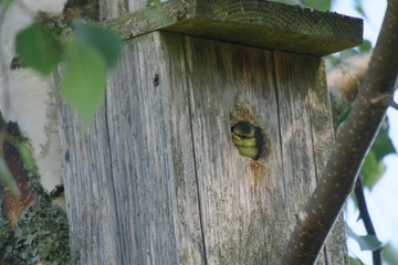 Blir tit in birdhouse 