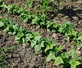 A row with young beans. Vegetables in the garden.