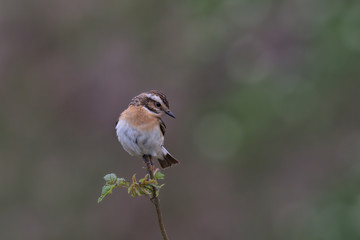 Saxicola ruberta, Whinchats are migratory bird the come to the Peak district to breed in the summer months