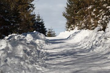 road in winter forest