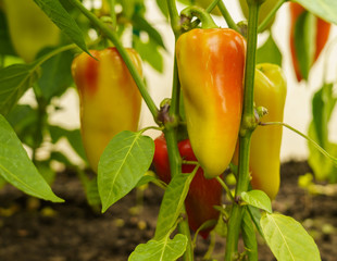 sweet peppers ripening in a greenhouse on stems