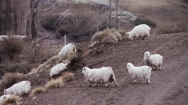 Flock of Sheep coming Down the Mountain.