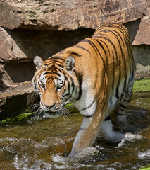 Indo Chinese tiger in zoo Panthera tigris
