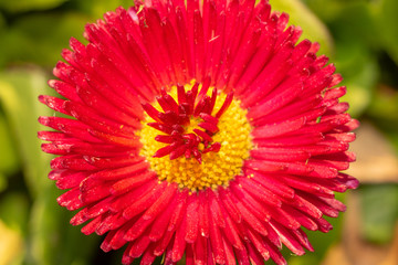 red flower in the garden