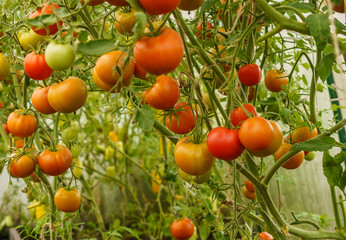 ripening tomatoes in a greenhouse on stems