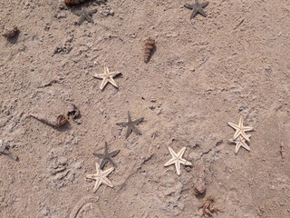 Starfishes and shells lying on the whitish sand