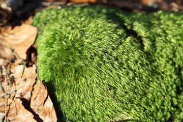 green moss on a tree