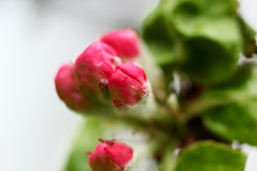 Flower of apple tree