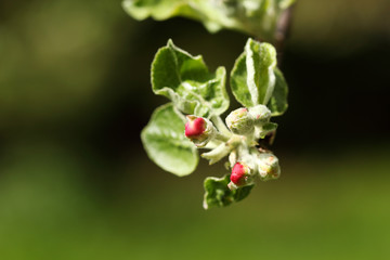 Spring background - flower of apple tree