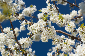 cherry blossom in spring