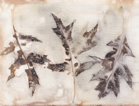 Ecoprint oak leaves