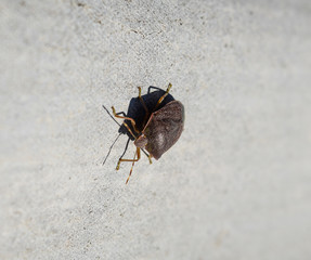 Stink bug on a gray slate. Brown bug.