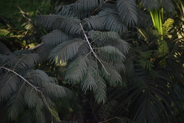 Branch of a tree with beautiful long dark green leaves