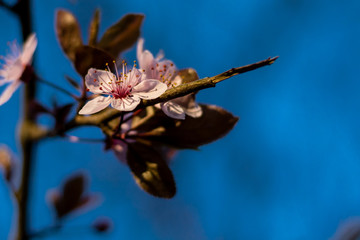 flower on the branch