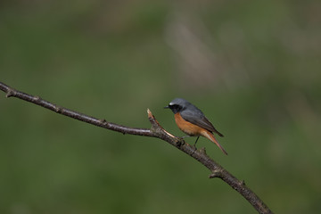 Fototapeta premium Redstart, Phoenicurus phoenicurus is a Old World flycatcher family 