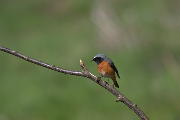 Redstart, Phoenicurus phoenicurus is a  Old World flycatcher family 