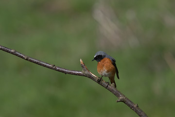 Redstart, Phoenicurus phoenicurus is a  Old World flycatcher family 