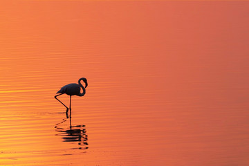 lonely african flamingo bird stands on a lake against a bright golden sunset © Yuliia Lakeienko