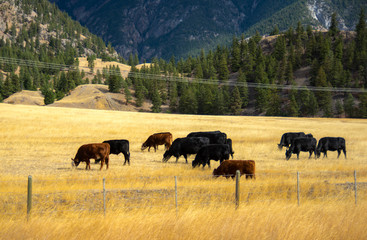 Herd of cows grazing in mountains