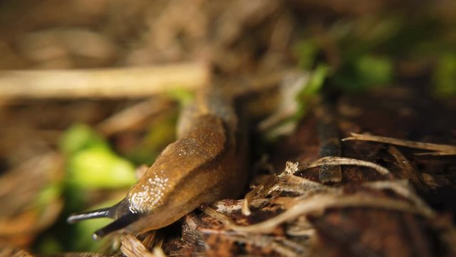 Traveling slug in the same direction