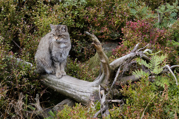 Wildkatze