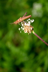 Chorthippus biguttulus