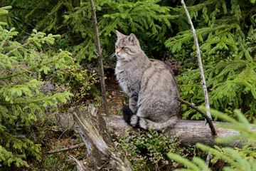 Wildkatze