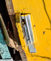 Bees fly at the entrance to the hive. Tray of the hive. Hole entrance to the hive.