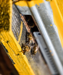 Bees fly at the entrance to the hive. Tray of the hive. Hole entrance to the hive.