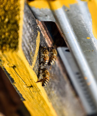 Bees fly at the entrance to the hive. Tray of the hive. Hole entrance to the hive.