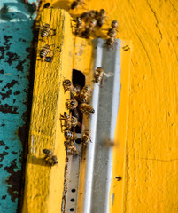Bees fly at the entrance to the hive. Tray of the hive. Hole entrance to the hive.