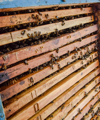 Open bee hive. Plank with honeycomb in the hive. The bees crawl along the hive. Honey bee.