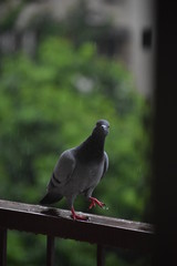 Pigeon walking on a brown metal railing during rain