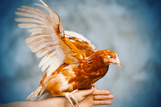 A bright red hen sits on a farmer's hand on a blue background and spreads its wings, thinking that it can fly