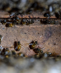 A beehive, a view from the inside. The bee-hut. Honey bee. Entrance to the hive.