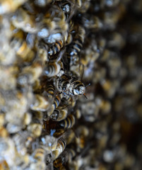 A dense cluster of swarms of bees in the nest. Working bees, drones and uterus in a swarm of bees. Honey bee. Accumulation of insects.
