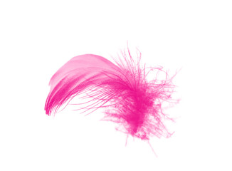 Beautiful magenta feather isolated on white background