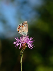 Common Blue Butterfly, Polyommatus icarus, on a centaurea flower. Gorgeous natural background.