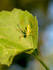 Speckled Bush-cricket - Leptophyes punctatissima. Colourful orange and green bug. Overhead view.