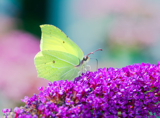 Yellow Brimstone Butterfly