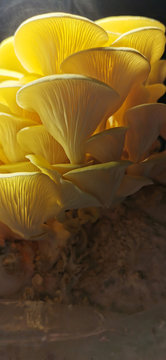 Pilz Pleurotus Citrinopileatus oder Goldene Auster