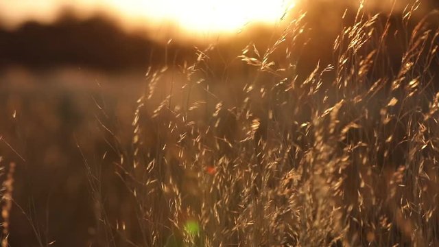 Sunset grass moving in wind in Kalahari Botswana