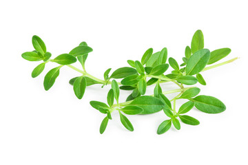 Fresh thyme spice isolated on white background