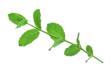 fresh mint leaves isolated on white background